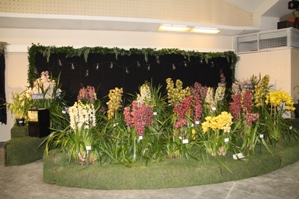 American Orchid Society Educational Exhibit Certificate Propagation Process EEC/AOS 80 pts.